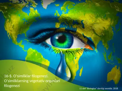 o‘simliklar filogenezi. o‘simliklarning vegetativ organlari filogenezi. 11 - sinf — PPTX