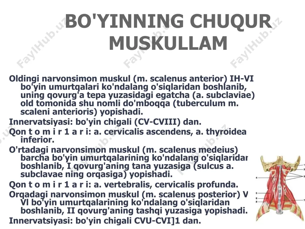 doimiy ravishda shug'ullanadilar, boshqalari uchun esa zaifdirlar. bunga asoslanib, fassiya yaxshi yoki zaif talaffuz qilinadi. - bo'yinning teri osti fassiyalari (shevkunenkoning so'zlariga ko'ra) endi (pna ma'lumotlariga ko'ra) teri ostiga o'tkazuvchi muskullar epimisiyasiga o'zgartirildi bo'yin fassiya c7 darajasida bo'yinning kesimlari. ■ bachadon bo'yni fassiya biriktiruvchi to'qima arqonlari bilan tomirlar devorlari bilan mustahkam bog'langan bo'lib, yaralanganda ularning qulashiga yo'l qo'ymaydi. shuning uchun bo'yinning hatto kichik tomirlarining yaralanishi xavflidir, chunki to'g'ri atriumning yaqinligi va ko'krak qafasining emish harakatlari tufayli havo emboliyasi osongina paydo bo'lishi mumkin. xulosa: ■ bo'yinning topografiyasi va uning fastsiyasi bo'yin uchburchaklarining klinik ahamiyatini tushunishda hal qiluvchi rol o'ynaydi. bo'yin uchburchaklari mushaklar, suyaklar va bo'yindagi boshqa tuzilmalarning joylashishi natijasida hosil bo'lgan o'ziga xos anatomik hududlardir. bu uchburchaklar klinik ahamiyatga ega, chunki ular qon tomirlari, nervlar va limfa tugunlari kabi turli tuzilmalarni aniqlash va joylashtirishga yordam beradi. ■ bo'yin va uning fastsiyasi topografiyasini tushunish tibbiyot mutaxassislariga infektsiyalar, o'smalar va jarohatlar kabi bo'yin …