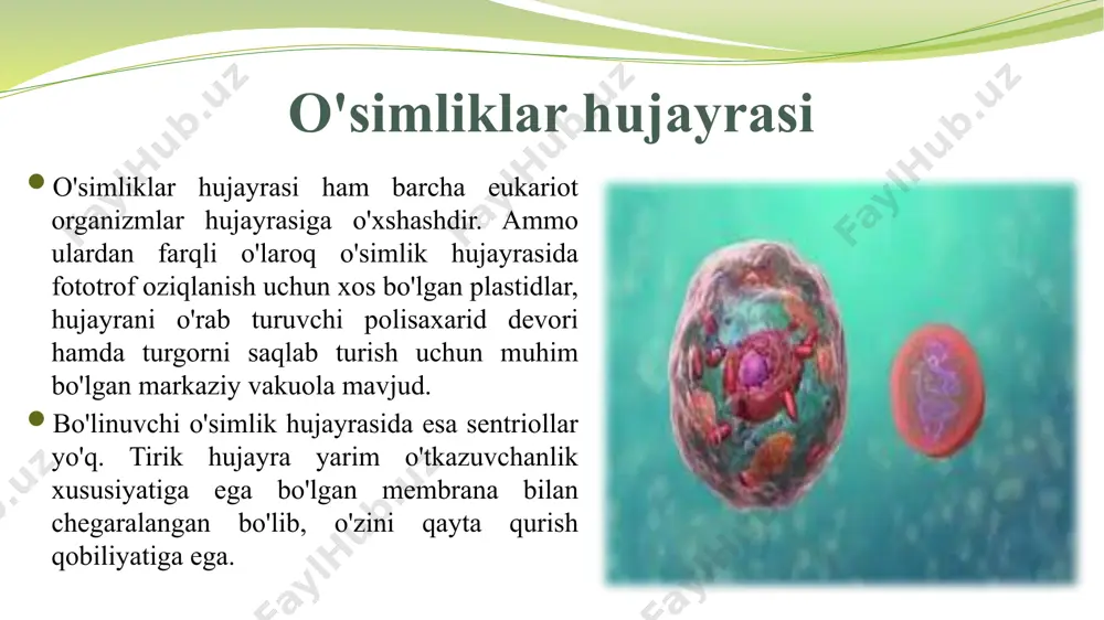 rning hujayralardagi eng muhim organoidlari quyidagilar mitoxondriya mitoxondriya - bu eukaryotik hujayralarda joylashgan organoidlar, ular o'tkazadigan faoliyatni amalga oshirish uchun zarur energiya bilan ta'minlash. ular boshqa organoidlarga nisbatan kattaligi kattaroq va shakli sharsimon. ushbu organoidlar ozuqa moddalarini parchalaydi va uni adenozin trifosfat (atp) ga sintez qiladi., energiya olish uchun asosiy modda. bundan tashqari, ular reproduktiv qobiliyatga ega, chunki ular o'zlarining dnklariga ega bo'lib, hujayraning ko'proq atpga ehtiyoj sezganiga qarab ko'proq mitoxondriyalar hosil bo'lishiga imkon beradi. uyali faollik qancha ko'p bo'lsa, shuncha ko'p mitoxondriya kerak bo'ladi. image2.png image3.png image4.png image5.png image6.png image7.png image8.png image9.png image10.png image11.png image12.png image13.png