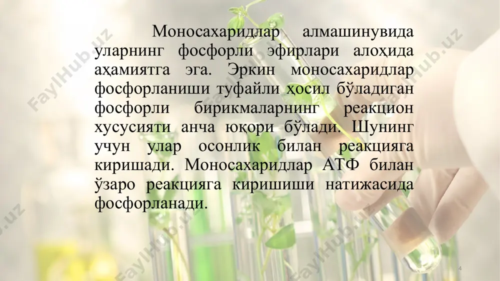 глюкоза-6-фосфатдан бир молекула карбонат ангидрид ажралиб чиқиши туфайли беш углеродли бирикмалар – пентозалар ҳосил бўлади. шунинг учун бу хилдаги парчаланиш кўпинча пентозафосфат цикли ёки углеродларнинг апотомик парчаланиши деб аталади. * ўсимликларнинг анаэроб нафас олиш жараёнини академик с.п.костичев чуқур ўрганган. моносахаридларнинг анаэроб шароитда парчаланиши ҳам хил организмда турлича бўлади. одам ва ҳайвонлар организмида моносахаридларнинг анаэроб парчаланиши сут кислота ҳосил бўлиши билан тугайди. ўсимликлар ва микроорганизмларда бу жараёнда этил спирт ҳосил бўлади. * углеводларнинг анаэроб шароитда парчаланишини ўрганишга в.и.палладин, л.а.иванов, с.п.костичев, я.о.парнас, а.н.лебедев, а.гарден, к.нейберг, г.эмбден, о.мейргоф ва бошқалар катта ҳисса қўшган. бундай парчаланиш гликолиз деб ҳам аталади. гликолиз жараёни бир неча босқичдан иборат бўлади. углеводларнинг анаэроб шароитда парчаланиш жараёни пируват кислота ҳосил бўлиши билан тугайди. * бу жараёнда бир молекула гиксоза анаэроб парчаланиши натижасида икки молекула пируват кислота ҳосил қилади. шу билан бирга энергияга бой бўлган бирикмалар, яъни тўрт молекула атф ва икки молекула қайтарилган над.н2 ҳамда бир қатор оралиқ бирикмалар …