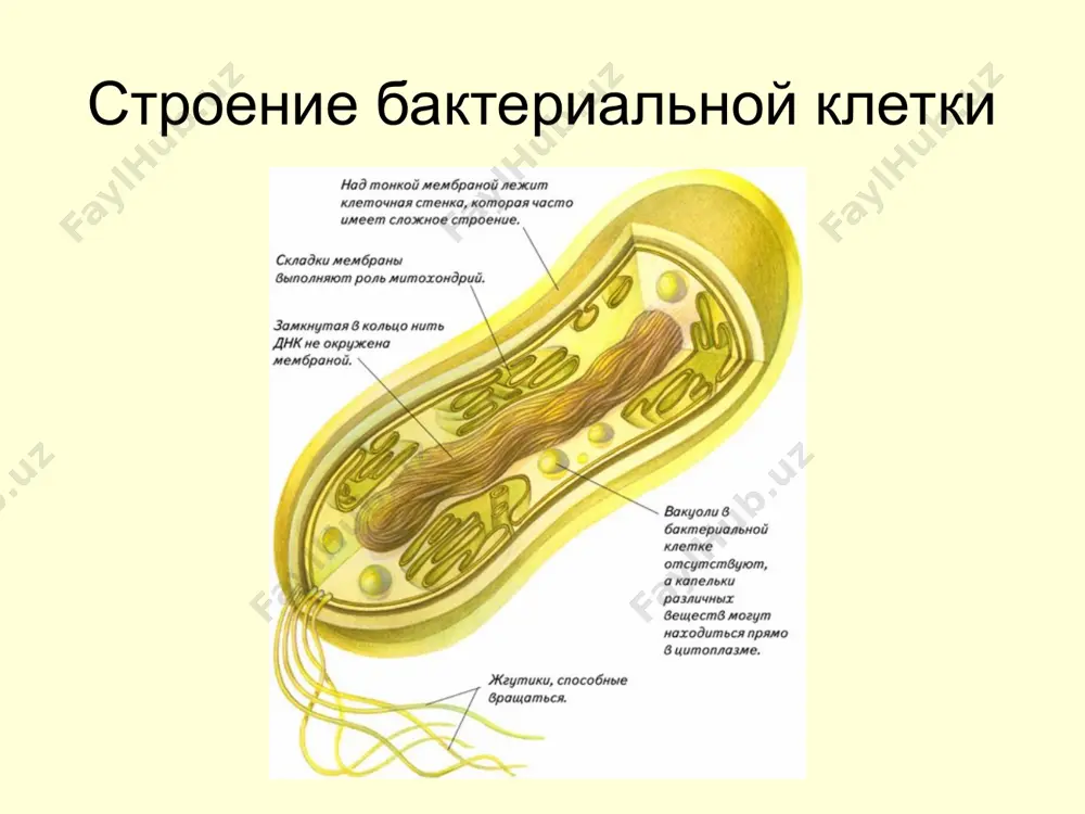 ерий определяется их участием во многих биологических процессах, особенно в круговороте веществ в природе. бактерии, в результате своей жизнедеятельности, способны разлагать сложные органические соединения до простых неорганических веществ, которые снова используются зелеными растениями. бактерии способны разлагать белки, углеводы, жиры. ряд веществ, образуемых бактериями в результате обмена веществ, весьма ценен для человека. деятельность бактерий используется в различных отраслях промышленности и сельского хозяйства для получения молочнокислых продуктов, для квашения капусты, силосования кормов, получения органических кислот, спиртов, ацетона, ферментативных препаратов и др. в настоящее время бактерии приобретают исключительно большое значение как продуценты многих биологически активных веществ (антибиотиков, аминокислот, витаминов и др.), используемых в медицине, ветеринарии и животноводстве. без участия бактерий невозможны процессы, происходящие при приготовлении кожи для дубления, мацерации волокон льна и пеньки. человек использует бактерии и для обработки сточных вод: при медленном пропускании сточных вод над гравием и песком твердые частицы оседают и под действием разных бактерий превращаются в материал, который после …