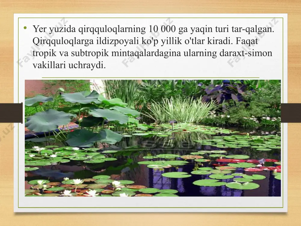 qirqquloqlar bo’limi - Page 3