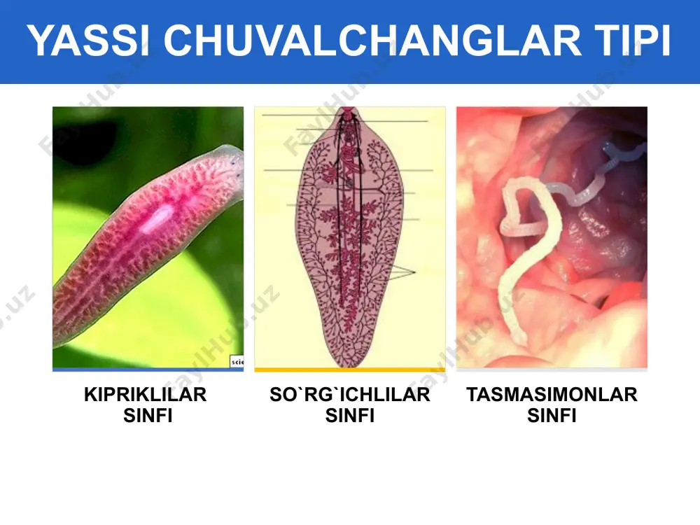 yassi chuvalchanglar tipi - Page 3