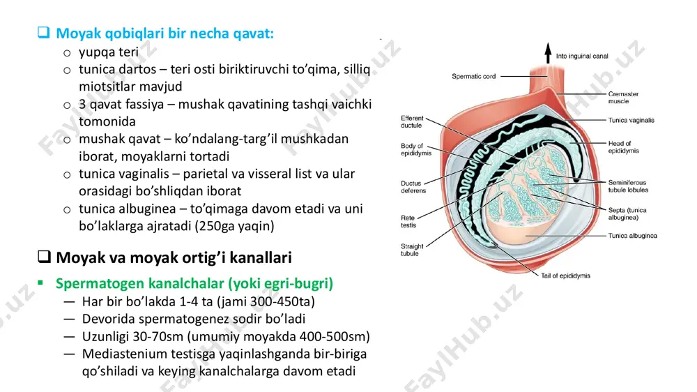 epiteliysi va uning bazal membranasi − baryer komponentlari orasidagi yupqa interstitsial to’qima − limfatik g’ilof − urug’ kanali xususiy qobig’i − spermatogen epiteliy bmsi − sertoli hujayralari orasidagi kontakt  baryer funksiyasi − spermatotsit va spermatidni immun sistemadan himoya qiladi − immun sistema shakllanishida bu hujayralar  tayanch funksiyasi • o’simtalari spermatogen hujayralar uchun tayanch  fagotsitar funksiya • spermatogenezda o’lgan hujayralar • sitoplazmatik tomchilarni yutadi  trofik funksiyasi • adlyuminal qismdagi hujayralar uchun  ekzosekretor funksiya • kanal bo’shlig’iga ajratadi • epiteliydan ajralgan spermatozoidlar uchun  transport oqsili produksiyasi • androgen bog’lovchi oqsil • testikulyar albumin • transferrin  o’zaro endokrin aloqada qatnashadi • gipofizning fsgi ta’sir obyekti • o’zi ham spermatogenezni stimullovchi faktorlar va ingibin oqsili(fsg sintezini ingibirlaydi) ajratadi  spermatogenez bosqichlari 3 bosqichda: ― gonotsitlar bosqichi ― prespermatogenez ― xususiy spermatogenez  xususiy spermatogenez o’z navbatida 4 ta jarayondan iborat: 1. spermatogoniylarning mitotik bo’linishi 2. spermatotsitlarni meyotik …