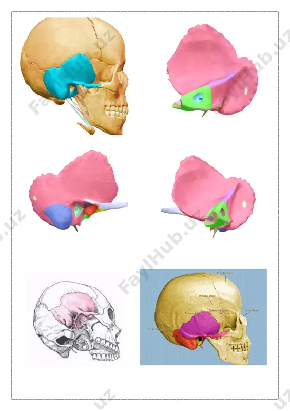 chakka suyagi (trigeminal impression) - Page 2