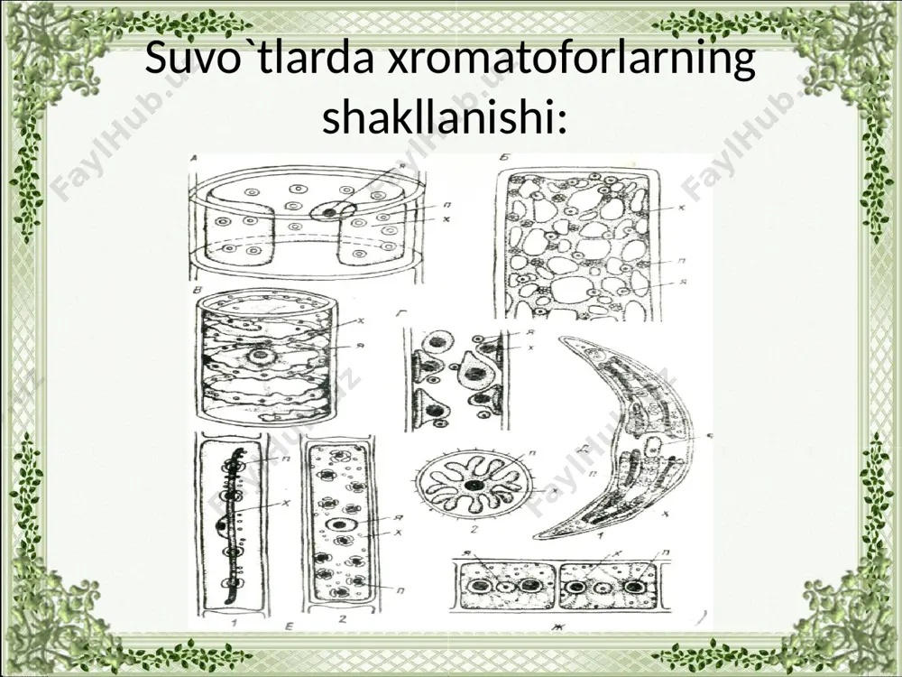 tuban o'simliklar tuzilishining o`ziga xos xususiyatlari - Page 4