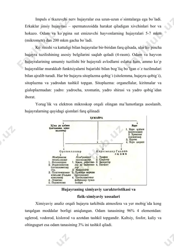 reaksiyalarni katalizatsiya qiladi. quyidagi ferment gruppalarnni ajratnsh mumkin: - gidrolazalar - molekulalararo bog`larni suvni biriktirish yo`li bilan parchalaydi. gidrolazalarga peptidaza, fosfotaza, esteraza va boshqalar kiradi; - transferazalar - atomlarni yoki atom to`plamlarini va radikallarni bir molekuladan ikkinchisiga o`tkazuvchi katalizatorlar; - oksidoreduktazalar - oksidlanish va qaytarilish reaktsiyalarini tezlashtiruvchi fermentlar. bularga degidrogenazalar, flavin fermentlar, elektron o`tkazuvchi zanjirdagi fermentlar va boshqalar kiradi; - izomerazalar - har xil izomer o`zgarishlarda ishtirok etuvchi fermentlar. - sintetazalar - atf va boshqa makroergik bog`larning parchalanishi natijasida hosil bo`lgan energiya yordamida kechadigan sintetik reaktsiyalarni katalizatsiya qiladi. - liazalar - nogidrolitik yo`l bilan substratdan u yoki bu gruppani ajratuvchi fermentlar. yog`lar - neytral yog`lar va yog`simon modda - lipoidlardan tashkil topgan. neytral yog`lar hujayra sitoplazmasida tomchilar shaklida bo`lib, oziq modda rolini o`ynaydi. lipoidlarga fosfatidlar gruppasiga kiruvchi - letsitin, kefalin va boshqalar misol bo`la oladi. keng tarqalgan lipoidlar steroidlardir. xolesterin, vitamin d va e, jinsiy gormonlar, buyrak usti bezi gormonlari …