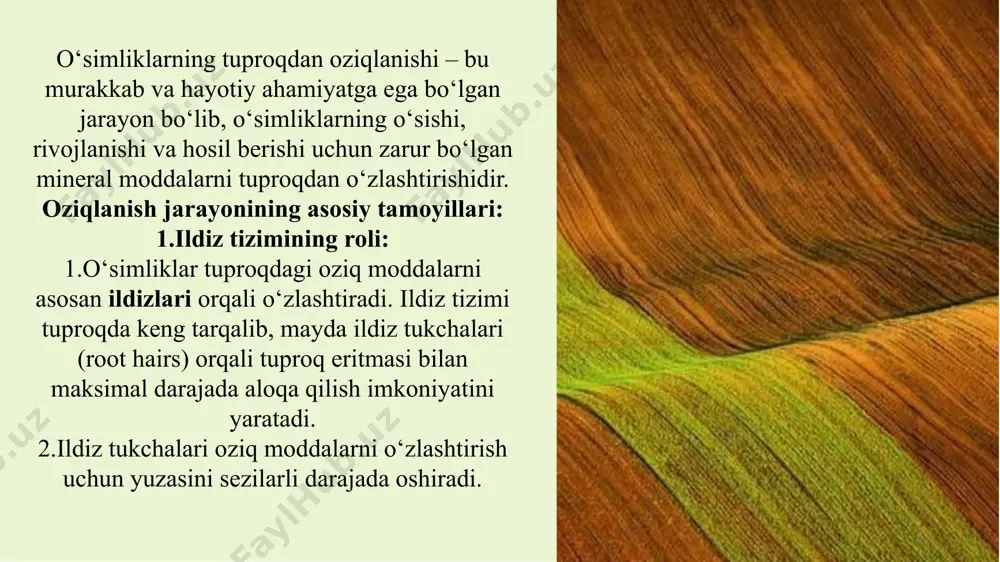 proq zarralari orasidagi bo‘shliqlarda joylashgan suv bo‘lib, unda turli mineral tuzlar, ionlar (masalan, nitrat, fosfat, kaliy ionlari) erigan holda bo‘ladi. 8 8 o‘zlashtirish mexanizmlari: o‘simliklar ionlarni tuproq eritmasidan bir nechta mexanizmlar orqali o‘zlashtiradi: 9 9 passiv transport (diffuziya): oziq moddalar konsentratsiyasi yuqori bo‘lgan joydan (tuproq eritmasi) konsentratsiyasi past bo‘lgan joyga (ildiz hujayrasi ichiga) harakatlanadi. bu jarayon energiya talab qilmaydi. faol transport: ko‘pincha o‘simliklar tuproq eritmasida konsentratsiyasi past bo‘lgan moddalarni ham o‘zlashtirishi kerak bo‘ladi. bunday hollarda, ildiz hujayralari energiya sarflab (atp yordamida) maxsus oqsil tashuvchilar orqali ionlarni tuproqdan o‘ziga shimib oladi. ion almashinuvi: ildizlar vodorod ionlari (h+) yoki bikarbonat ionlari (hco3-) ajratib chiqarish orqali tuproqdan boshqa ijobiy yoki salbiy zaryadlangan ionlarni (kationlar/anionlar) o‘ziga tortadi. mineral oziqlanish 10 mineral oziqlanish 1) (oʻsimliklarda) oʻsimliklarning oʻz hayot faoliyati uchun zarur kimyoviy elementlarni mineral tuzlar ionlari shaklida tuprokdan oʻzlashtirish jarayonlari majmui. mineral oziqlanish tuproqdan mineral tuzlar ionlarini oʻzlashtirish, ionlarning almashinuv jarayoniga koʻshilishi va oʻsimlik boʻylab …