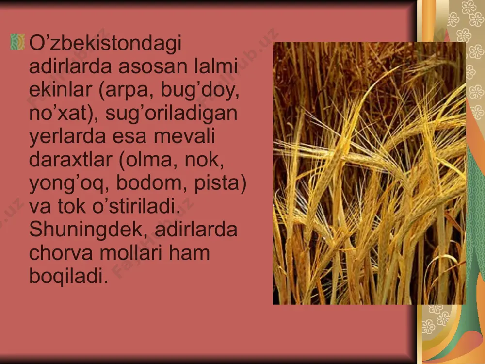 o`zbekistonning adir mintaqasida tarqalgan o`simliklar oilalari - Page 4