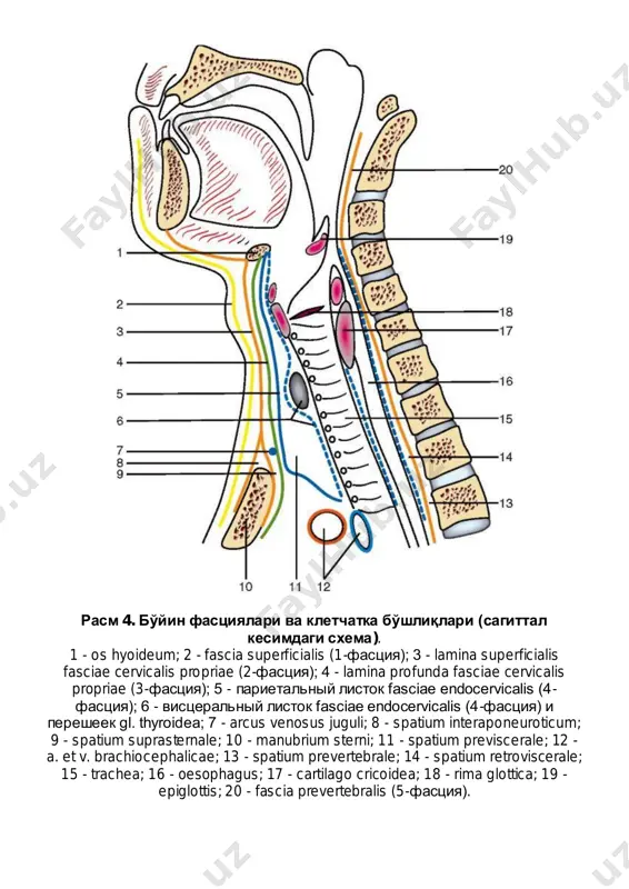 oideus; 4 - os hyoideum; 5 - m. omohyoideus (venter superior); 6 - m. sternohyoideus; 7 - m. sternothyroideus; 8 - ansa cervicalis; 9 - v. jugularis interna; 10 - n. vagus; 11 - v. subclavia; 12 - a. vertebralis; 13 - a. subclavia; 14 - truncus thyrocervicalis; 15 - plexus brachialis; 16 - m. omohyoideus (venter inferior); 17 - m. scalenus anterior; 18 - n. phrenicus; 19 - m. levator scapulae; 20 - n. accessorius; 21 - n. hypoglossus; 22 - n. occipitalis minor; 23 - n. auricularis magnus; 24 - m. sternocleidomastoideus. rasm 11. narvonsimon-umurtqa uchburchagi topografiyasi. 1 - v. jugularis interna; 2 - a. carotis communis; 3 - n. vagus; 4 - n. phrenicus; 5 - m. scalenus anterior; 6 - a. thyroidea inferior; 7 - a. transversa colli; 8 - plexus brachialis; 9 - a. subclavia; 10 - v. subclavia; 11 - a. suprascapularis; 12 - …
