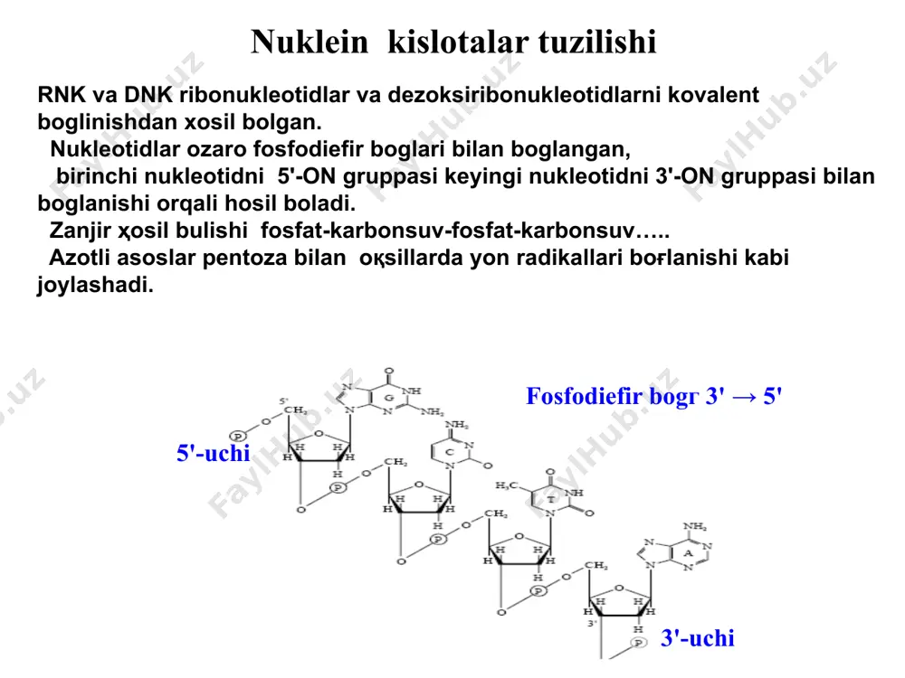 irsiyatning molekulyar asoslari - Page 5