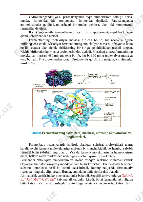 iladi. keyingi yillarda hujayra strukturalarini parchalashda detergent deb ataladigan maxsus moddalar ishlatiladi. triton-x100, dodesisulfat, dezoksixalat. 3. fermentlarni tuzilishi. bir va ikki komponentli fermentlar. fermentlarni sof holda ajratib olish ularni kimyoviy tabiatini aniqlash imkonini beradi. fermentlar ham oqsillar kabi amfoter elektrolitlar bo‘lib, rn qiymatining o‘zgarishi natijasida ularning kolloid zarrachalari elektr zaryadiga ega bo‘ladi. fermentlarning oqsillarga xos ekanligini isbotlovchi dalillardan biri, proteoletik fermentlar ta’sirida ular aktivligini kamayishidir. fermentlar tuzilishiga ko‘ra ikki xil bo‘ladi. bir komponentli fermentlar hamda ikki komponentli fermentlar. gidrolizlanganda, ya’ni parchalanganda faqat aminokislota qoldig‘i qolsa, bunday fermentlar bir komponentli fermentlar deyiladi. parchalanganda aminokislotalar qoldig‘idan tashqari birikmalar uchrasa, ular ikki komponentli fermentlar deyiladi. ikki komponentli fermentlarning oqsil qismi apoferment, oqsil bo‘lmagan qismi koferment deb ataladi. fermentlarning molekulyar massasi turlicha bo‘lib, bir necha mingdan milliongacha etadi. aksariyat fermentlarning molekulyar massasi nihoyatda katta bo‘lib, odatda ular kichik birliklarning bir-biriga qo‘shilishidan tashkil topgan. kichik birikmalar ko‘pincha protomerlar deb ataladi. masalan: ureaza fermentining molekulyar massasi …