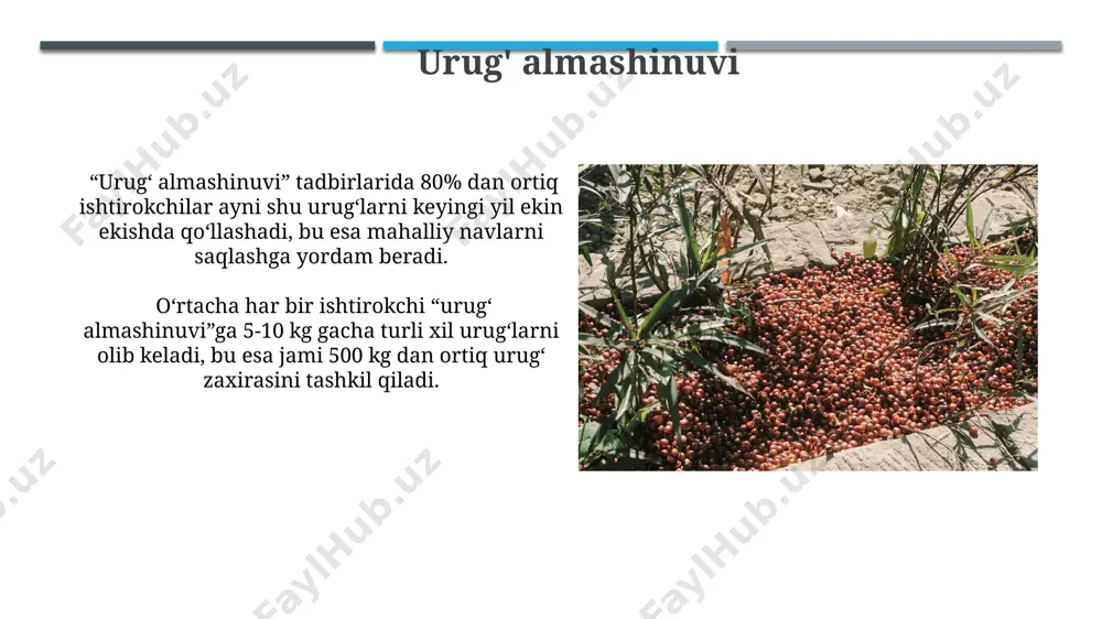 m ahamiyat kasb etadi. mashina yordamida urug' yig'ish o'rim-yig'im mashinalarining samaradorligi soatiga 2-3 gektar maydonni qayta ishlash imkoniyatini beradi, bu qo'lda yig'ishga qaraganda 10 barobar tezroqdir. urug' yig'ish mashinalarining ba'zi modellari tozalash va saralash funksiyalariga ega bo'lib, 98% gacha toza urug' hosil qilish imkonini beradi. urug'ni ko'paytirish urug'ning unuvchanligi (germinatsiya) darajasini aniqlash uchun 100 ta urug' namunasi tekshiriladi va uning o'sish darajasi foizlarda ifodalanadi, bu 70% dan yuqori bo'lishi maqsadga muvofiqdir. urug'ni ko'paytirishda 100 dan ortiq turdagi o'simliklarning urug'ini yig'ish va saqlash texnologiyalari mavjud bo'lib, ularning samaradorligi 90% dan yuqori bo'lishi mumkin. urug' tanlash mezonlari optimal o'lcham va shaklga ega bo'lgan, og'irligi 1 grammdan ortiq bo'lgan urug'larni ajratib olish, unib chiqish darajasini va hosildorlikni sezilarli darajada oshiradi. zararkunandalar va kasalliklarga chidamliligi yuqori bo'lgan, kamida 95% sog'lom urug'larni tanlash hosil miqdorini oshirishga yordam beradi. kasallik va zararkunandalarga qarshi himoya urg'ochi o'simliklarning 5-10% dan ortig'ini kasalliklarga chalinganligi aniqlansa, urug' yig'ishni to'xtatish va …