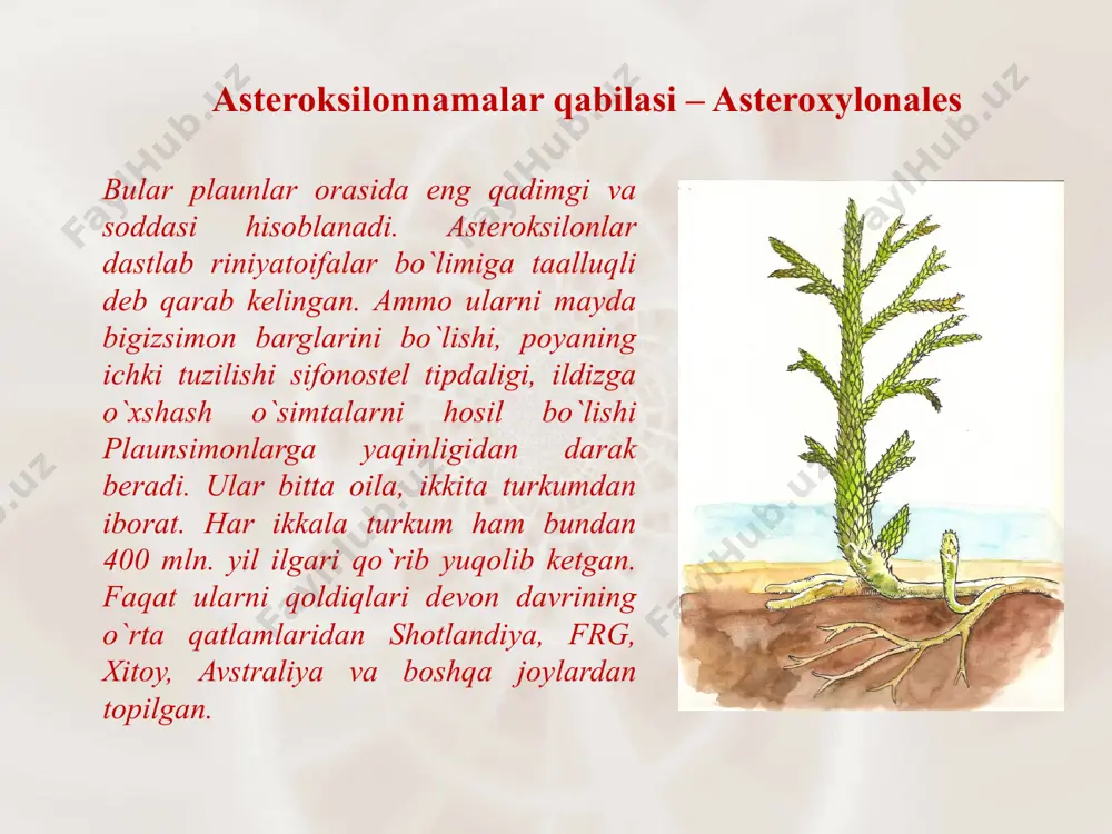 plauntoifalar bo`limi - lycopodiophyta - Page 5