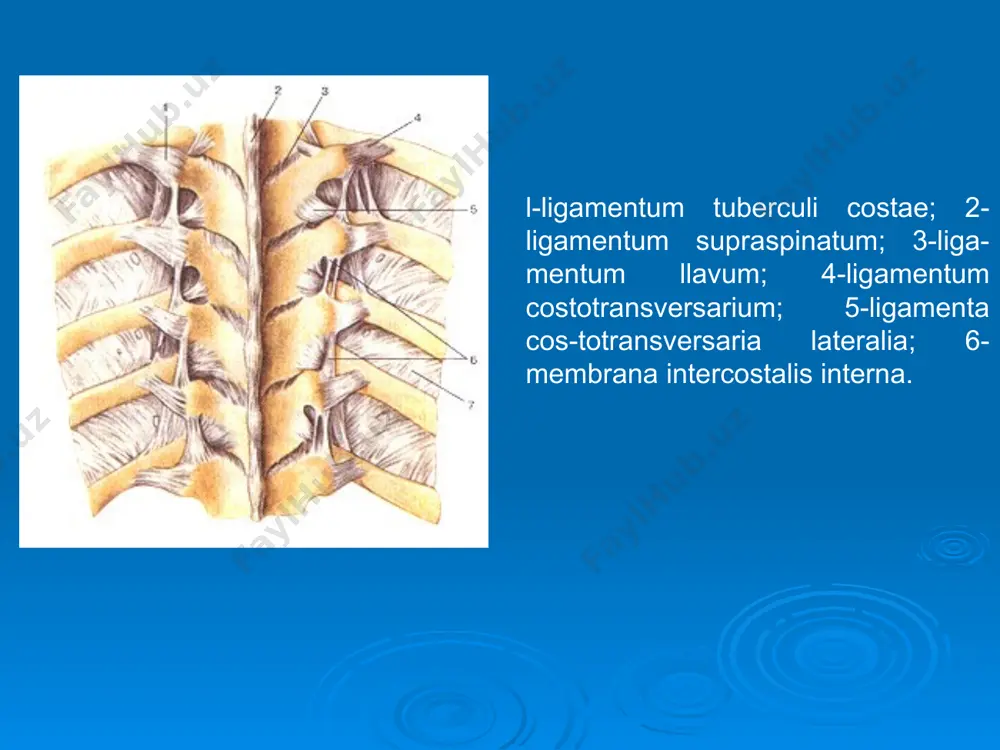biae; 5-malleolus medialis; 6-mallcolus later-alis; 7-ligamentuni tibiofibulare anterius (syndesmosis tibiofibularis, articulutio); 8-corpus fibiilae. 1-tibia; 2-trochlea tali; 3-ligamentum collaterale mediale (del-toideum); 4-ligamentum talonaviculare; 5-ligamentum calcaneonavic-ulare; 6-ligamentum calcaneocuboidcum (5 и 6-lig. bifurcatum); 7-articulationes tarsometatarseae; 8-articulationes melatarsophalangeae; 9-articulationes inteфhalangeae; 10-ligamenta collateralia; 11-liga-menta metatarsalia interossea; 12-ligamenta tarsometatarsalia dorsalia; 13-ligamentum calcaneocuboidcum dorsale; 14-ligainentum talocal-caneum laterale; 16-ligamentum calcaneofibulare. i-fibula; 2-membrana interossea cruris; 3-ligamentum tibiofibulare posterius; 4-trochlea tah; 5-malleolus lateralis; 6-ligamentum talofibu-lare posterius; 7-articulatio subtalaris (talocalcanea); 8-ligamentum calcaneofibulare; 9-tuber calcaneum; 10-ligamentum talocalcaneum posterius; ll-tendom.llexorishallucislongi; 12-sustentaculumtali; 13-ligamentum talocalcaneum mediale; 14-tuberculum mediale processus posteriora tali; 15-pars tibiocalcanea ligamenti medialis articulationis talocruralis; 16-pars tibiotalaris pars tibiotalaris posterior (ligg. collat-erale mediale); 17-malleolus medialis; 18-tibia 1-ligamenta collateralia; 2-ligamenta plantaria art.metaphalangearum; 3-vagina tcndinum musculi flexoris digitorum pedis (вскрыты); 4-articula-tio tarsometatarsea (i); 5-ligamenta cuneonavicularia plantaria; 6-tendo m.tibialis postenora; 7-ligamentum calcaneonaviculare plantare; 8-tendo m flexoris digitorum longi; 9-tendo m.flexoris hallucis longi; 10-ligamen-tum plantare longum; 11-tendo m.fibularis longi; 12-tendo m.fibularis brevis; 13-ligamenta metatarsalia interossea; 14-articulationes metatar-sophalangeae …