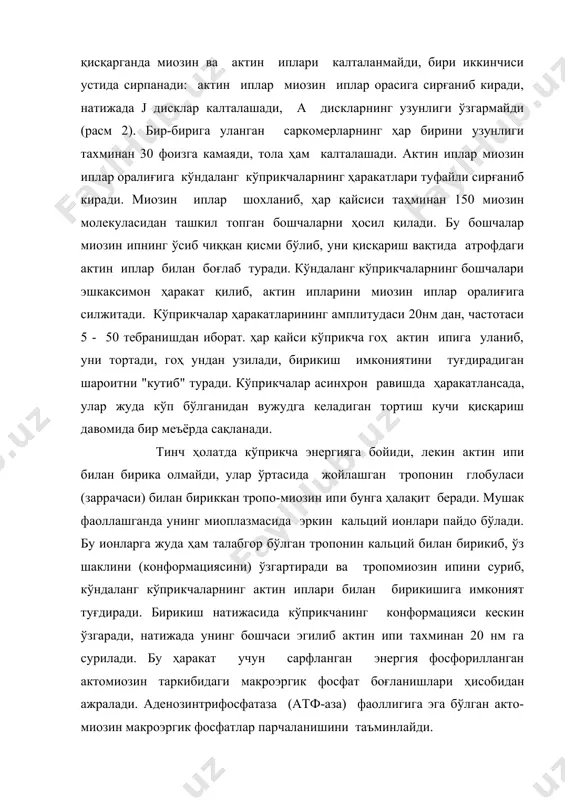 мконият яратади, қисқариш жараёнини пайдо қилиш учун зарур бўлган ca2қ мушакнинг тинч холатида толадаги саркоплазматик ретикулумда сақланади. ушбу шароитда ретикулум мембранасини кальций учун ўтказувчанлиги жуда паст бўлади, оз миқдорда миоплазмага чиққан ионларни кальций насоси ретикулум ичига ҳайдаб, у ерда кальций миқдорининг юқори бўлишини таьминлаб туради. кальций катионлари миқдори саркоплазматик ретикулум бўшлиғида миоплазмадагига нисбатан 10минг марта юқори. саркоплазматик ретикулум мембранасининг фаолланиши ундаги кальций каналларининг очилишига ва миқдорий градиент бўйича кальцийни актин ва миозин иплар атрофига чиқишига олиб келади. ретикулум мембранаси фаолланиши учун мушак толасининг ташқи мембранасида вужудга келган кўзғалиш кўндаланг найчаларини т-тизими орқали саркоплазматик ретикулум мембранасига тарқалади. т-тизим ташқи мембрананинг саркомерни ичига ботиб кирган қисмидир. кўндаланг найчанинг диаметри 50 нм га тенг. асаб-мушак синапси. умуртқали ҳайвонларнинг мушак толаларида бу найчалар дисклар атрофида миофибриллаларга яқинлашади. кўндаланг найчаларга перпен-дикуляр ҳолатда, миофибриллаларга параллел бўлиб узунчоқ найчалар жойлашган. узунчоқ найчаларнинг икки учи кенгайиб, цистерналар ҳосил қилади. кўндаланг найча ва икки тарафидаги цистерналар учликларга бирлашган. кўндаланг …