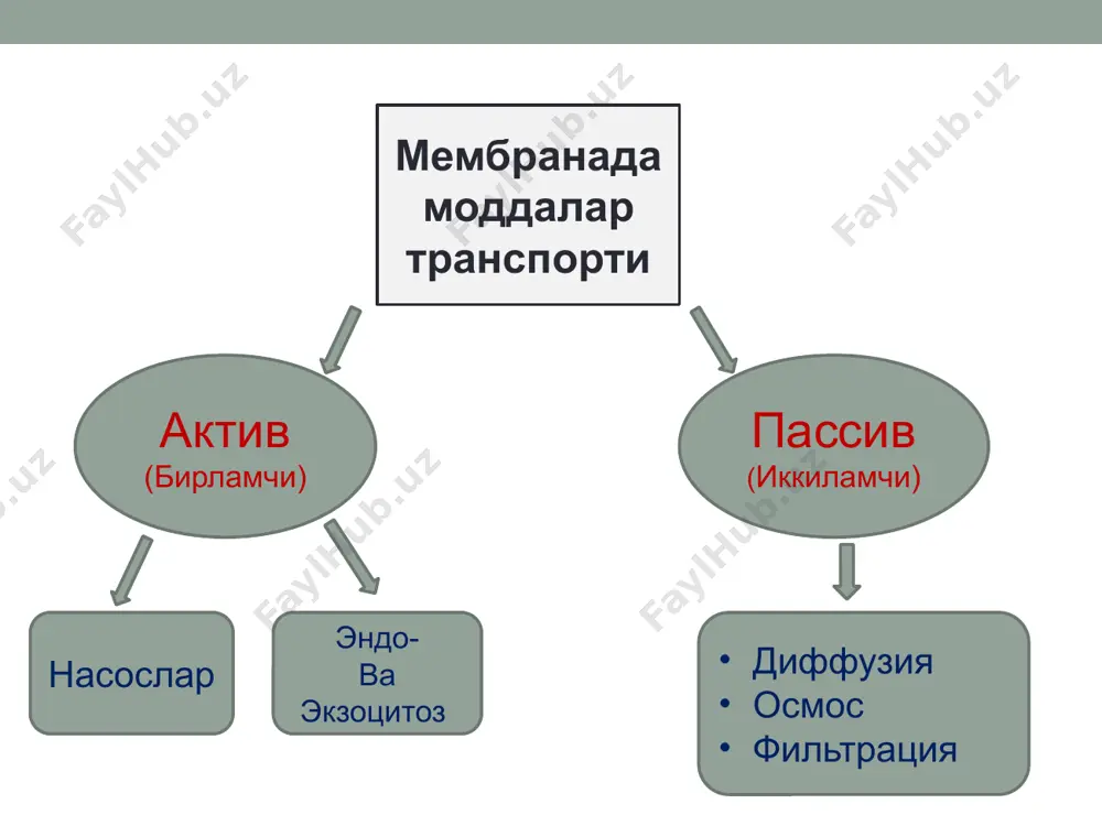 хужайра мембранаси - Page 5