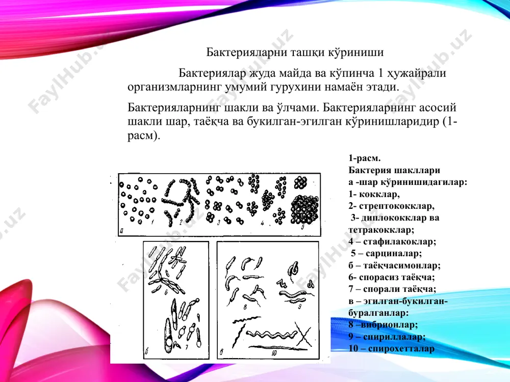 бир-бирига занжирсимон боғланган таёқчалар эса - стрептобактериялар деб аталади. баъзи таёқчасимон бактериялар жуда майда ва калта бўлиб, чўзилган коккларга ўхшаб кетади. уларни коккобактериялар дейилади. буралган бахтериялар узунлиги, қалинлиги ва буралганлиги билан бир-биридан фарқ қилади. улар шакли бўйича вергулдан бошлаб спирал шаклида буралган узун ипларга ўхшаш бўлиши мумкин. вергулга ўхшаш эгилган-букилган таёқчасимон бактерия вибрион-деб аталади. бир ва бир неча марта буралган бактериялар спирилла дейилади. жуда кўп майда спирал шаклида буралган бактериялар спирохета - деб номлади. юқорида кўрсатилган бактериялардан ташқари ипсимон, кўп ҳужайрали ёки бир ҳужайрали шохчаланган бактериялар ҳамда ён ўсимталари бор турлари ҳам бўлади. кокк формали бактерияларнинг ўртача диаметри 0,5-1 (мкм)га тенгдир. таёқчасимон бактерияларнинг ўртача диаметри 0,5-1 мкм бўлади, узунлиги эса 1-5 мкм. баҳайбатлари ҳам, аммо жуда майдалари оддий оптик микроскопда кўринар кўринмас катталикдагилари (0,1-0,2 мкм) ҳам бўлади. бактерия ҳужайрасининг ўртача оғирлиги 4,10-13 г. атрофидадир. м и к р о н си системасида (ҳалқаро бирликлар системаси) м и к р о …