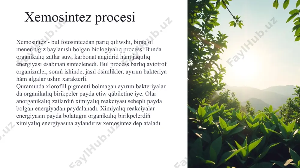 ntler saqlanǵan organella. 4 xemosintez (xemo hám sintez), xemolitoavtotrofiya - quramında xlorofill pigmenti bolmagan mikroorganizmler (bakteriyalar) tárepinen anorganikalıq birikpeler (vodorod sulfid, kúkirt, vodorod, ammiak, azot kislota, temir peroksidi, marganec hám basqalar) dan oksidleniw reakciyasında payda bolgan energiya esabınan karbonat angidridtiń ózlestiriliwi hám organikalıq birikpelerdiń biosintezleni xemosintez rus mikrobiologi s.n.vinogradskiy tárepinen ashilgan (1887). xemosintezdiń oylap tabılıwı tiri organizmlerde ótetuģın zatlar almasıw procesiniń tiykarģı tipleri haqqındaǵı túsinikti ózgertip jiberdi. fotosmnyazdan parıqlı túrde xemosintez procesinde jaqtılıq energiyasınan emes, al oksidleniw qálpine keliw reakciyalarında ajıralǵan energiyadan paydalanıladı hám bul energiya adenozintrifosfat kislotasın (atf) sintezlewde jeterli boladı. elektronlardıń donorları sıpatında ápiwayı organikalıq emes birikpelerden paydalanatuģın organizmler xemolitroflar dep ataladı. bularga vodorod, kúkirt, temir bakteriyaları hám denitrifikaciyalawshı bakteriyalar kiredi. vodorod bakteriyalarınan jabıq ekologiyalıq sistemada belok alıwda, atmosferanı so2 dan tazalawda paydalanıw múmkin. xemosintetik bakteriyalar biosferada túrli elementlerdi ózlestiriwde qatnasadı. xemosintez procesinde qatnasatuģın zatlar kirisiw zatlar xemosintez procesinde tómendegi kiris zatlar qatnasadı: karbonat angidrid (co2) suw (h2o) …