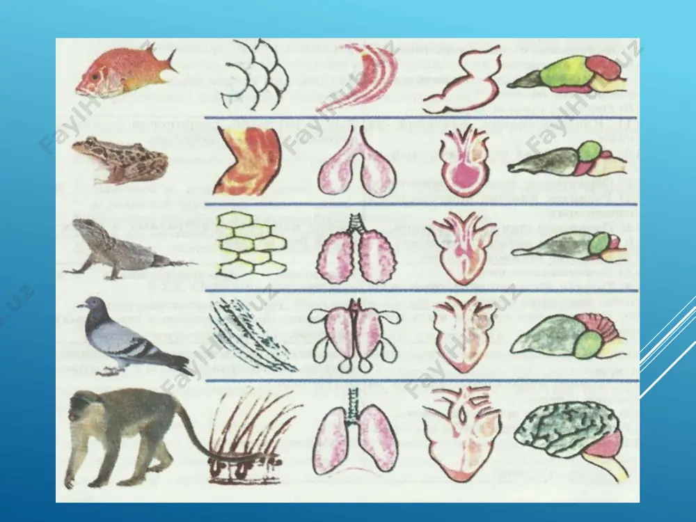 umurtqalilar (vertebrata) - Page 2