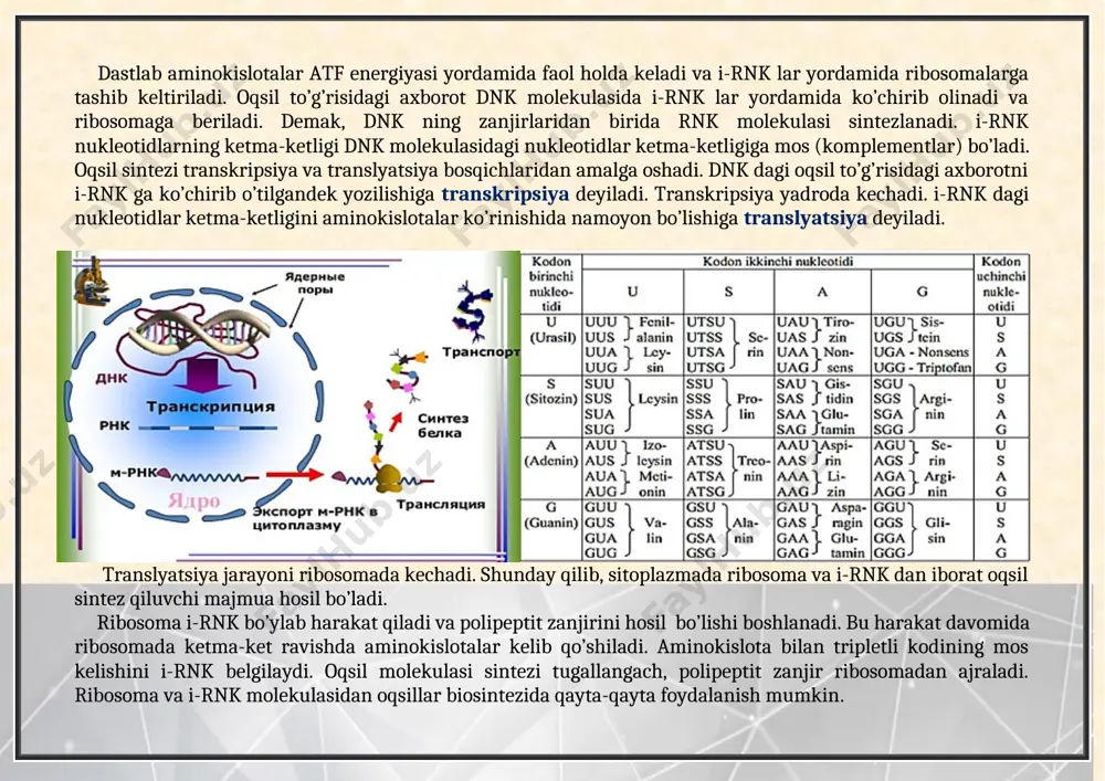 plastik almashinuv. oqsillar biosintezi. genetik kod - Page 5