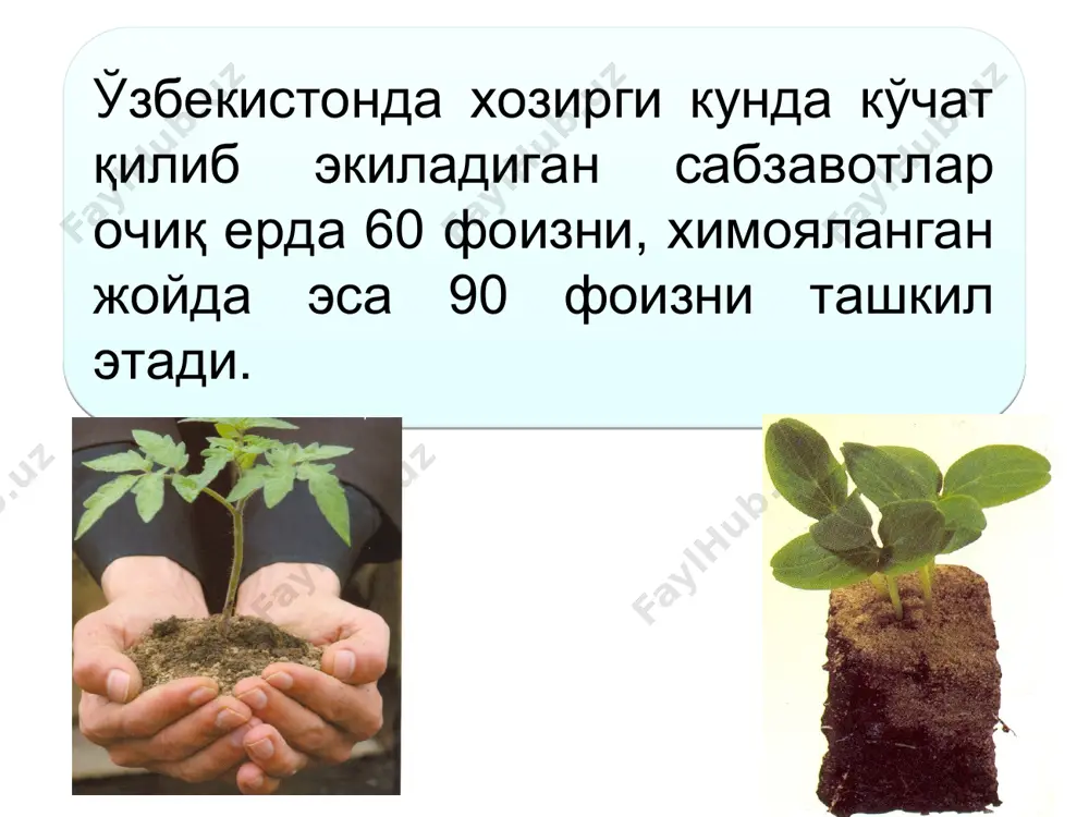 стонда эртаги (далага феврал охири – март бошларида экилади), ўртаги (апрел охири – майнинг боши) ва кечки (июн охири – июл бошлари) карам етиштирилади. эртаги карам кўчатлари йилнинг энг совуқ вақтида ўстирилади, шу боис улар учун иситиладиган ойнаванд ёки плёнкали иссиқхона ёки иссиқ парниклардан фойдаланилади. ўртаги карам кўчатлари иситилмайдиган плёнкали иссиқхоналарда, совуқ парник ва кўчатхоналарда ҳамда вақтинча плёнкали пана жойларда, кечки карам очиқ дала эгатлари ва кўчатхоналарда етиштирилади. * * эртаги ва ўртаги карам кўчатлари туваксиз усулда иссиқхоналарда етиштирилганда тупроққа ишлов беришдан олдин уни 1 м2 га: 20-25 кг чиринди ёки компост, унга 25-30 г аммиакли селитра, 50-60 г суперфосфат, 15-20 г калий сульфат қўшиб солинади. тувакли кўчатлар учун иссиқхонанинг табиий ери чопилади, текисланади ва унга озиқ кубиклари ёки тувакчалар ўрнатилади. парникларда майсалар учун тупроқ биоёқилғи устига 10-12 см қалинликда, кўчат учун 15-18 см қалинликда солинади. карам кўчатини етиштириш. уруғ сарфи 1 га очиқ ерга экиладиган карам кўчатлари тайёрлаш учун …