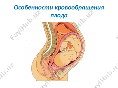 особенности кровообращения плода — PPT