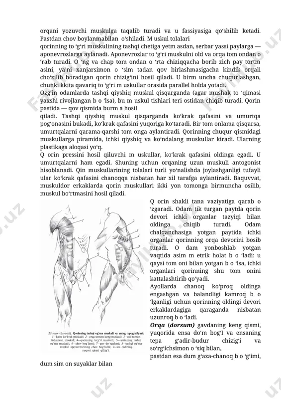 b, ko‘krak qafasini chanoqqa nisbatan tik holatda ushlab turadi. tashqi qiyshiq muskul (m.obliguus externus abdominus) eng katta 8 ta qovurg‘aning tashqi yuzasidan tishchalar yordamida boshlanadi va pastga qarab qiyshayadi. u ko‘krak qafasi bilan chanoq o ‘rtasidagi oraliqni to ‘ldirib, qorinning oldingi, yon va orqa devorlarini hosil qiluvchi juft muskuldir. qorinning tashqi, ichki qiyshiq va k o ‘ndalang m uskullari yuqorida pastki qovurg‘alar bilan, pastda yonbosh qirrasi bilan birlashgan. orqa tomondan orqani yozuvchi muskulga taqalib turadi va u fassiyasiga qo‘shilib ketadi. pastdan chov boylanmabilan o‘shiladi. m uskul tolalari qorinning to ‘g‘ri muskulining tashqi chetiga yetm asdan, serbar yassi paylarga — aponevrozlarga aylanadi. aponevrozlar to ‘g‘ri muskulni old va orqa tom ondan o ‘rab turadi. o ‘ng va chap tom ondan o ‘rta chiziqqacha borib zich pay tortm asini, ya’ni xanjarsimon o ‘sim tadan qov birlashmasigacha kindik orqali cho‘zilib boradigan qorin chizig‘ini hosil qiladi. u birm uncha chuqurlashgan, chunki kkita qavariq to …