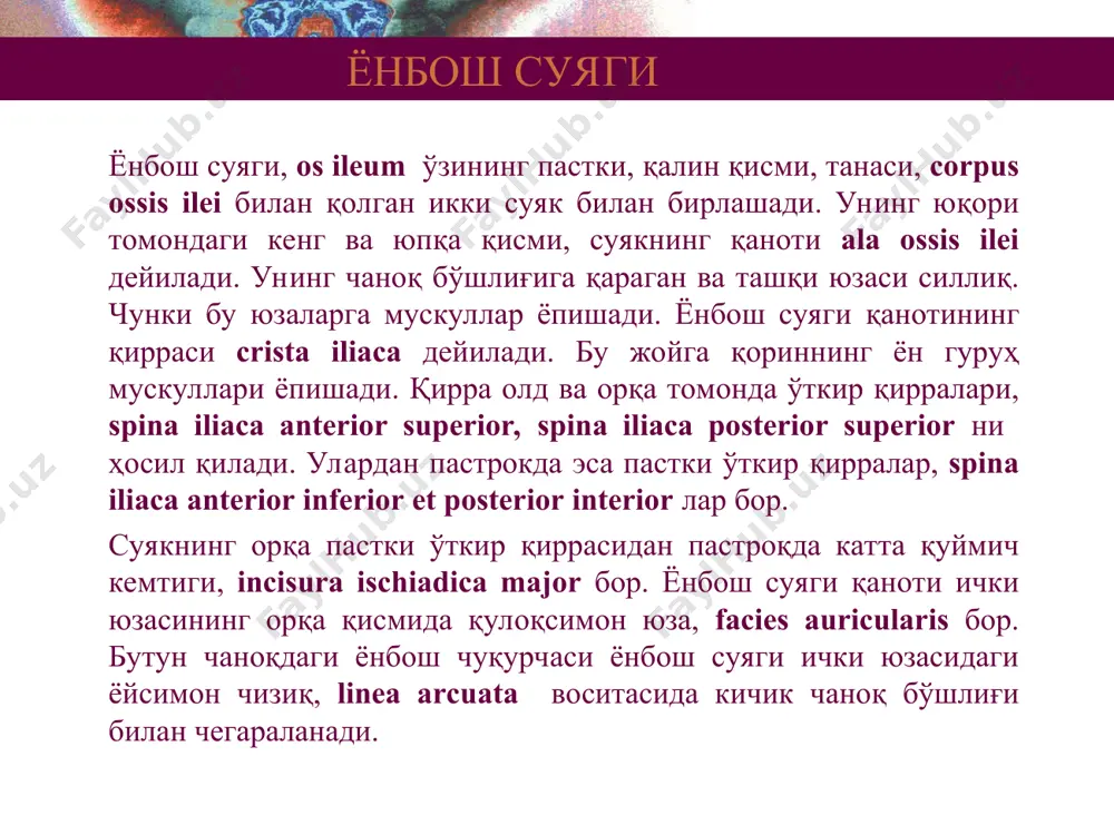 la (юнонча, perone), ингичка ва узун найсимон суяк. унинг пастки ва юқори учлари йўғонлашган. юқори йўғонлашган (эпифиз) қисми унинг боши, caput fibulae, дейилади. унинг бўғим юзаси бор. бу юза катта болдир суяги латерал бўғим бўртиғи билан бўғим ҳосил қилади. пастки эпифизи латерал тўпиқ malleolis lateralis ни ҳосил қилади. унда ҳам медиал юзаси ошиқ суяги билан бўғим ҳосил қилувчи юзаси, facies artialaris mallaeoli бор. танаси нотекис, мускуллар ёпишадиган қирралар кўп. жумладан суяклараро қиррасига membrana interossea ёпишади. катта ва кичик болдир суякларининг тузилиши figure 8.11a, b оёқ панжаси суяклари оёқ панжа суяклари ўз навбатида уч қисмга: а) оёқ панжа кафт усти суяклари, ossa tarsi, б) оёқ панжа кафт суяклари, ossa metatarsalia, в)оёқ панжа бармоқлари суяклари, ossa digitorum pedis га бўлинади. оёқ кафт усти суяклари оёқ панжа кафт усти суяклари ҳам худди қўл панжа кафт усти суяклари сингари икки қатор, проксимал ва дистал қаторни ташкил қилади. проксимал қаторда икки суяк, ошиқ суяги talus, …