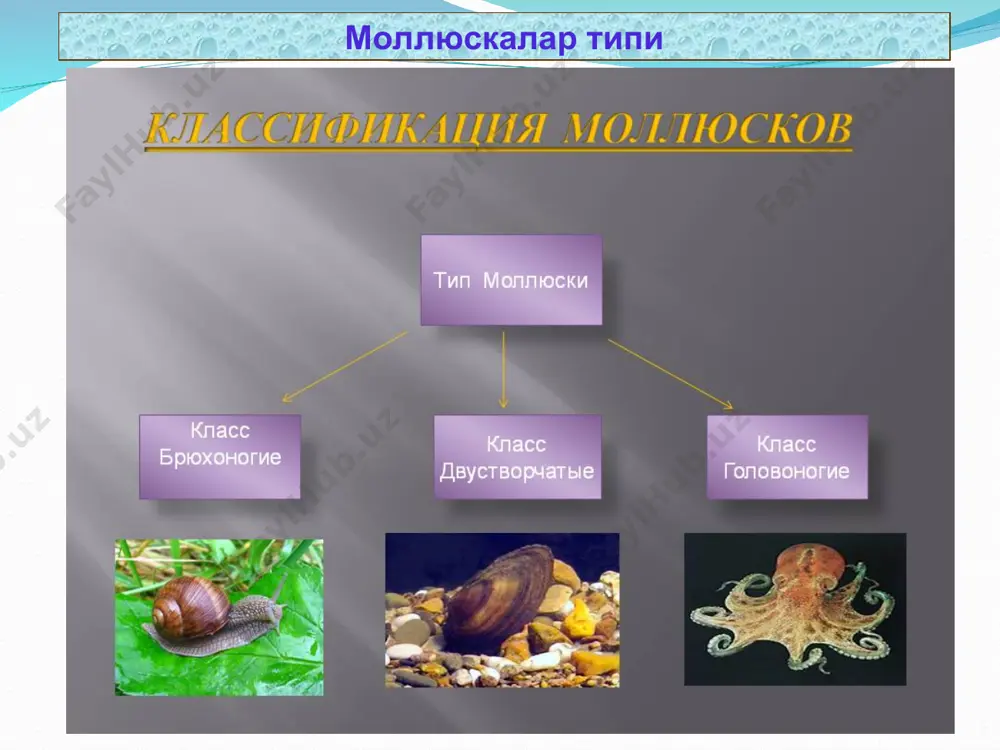 моллюскалар ёки юмшоқ танлилар(molluskа) типи - Page 3
