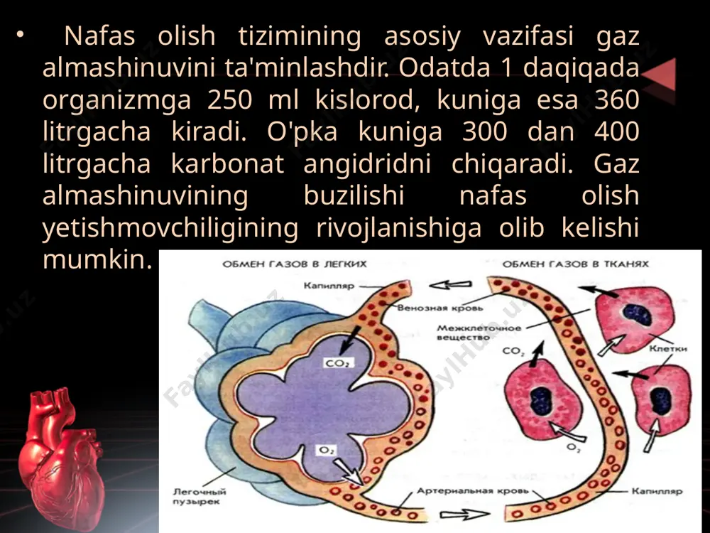 arkazining faoliyatining buzilishi bilan bog'liq. sabablari: travmatik miya shikastlanishi, intoksikatsiya, neyroinfektsiya, o'smalari. regulyatsiya buzilishlari orasida eng ko'p uchraydigan ko'rinishlar nafas qisilishi, intervalgacha nafas olish, apnoetik nafas olish . nafas olish biomexanikasining buzilishi nafas olish biomexaniklari ko'krak qafasi, mushaklar, diafragmaning nafas olish harakatlaridir. sog'lom odam nafas olish mushaklari ishiga taxminan 2% kislorod sarflaydi (to'qimalar tomonidan ishlatiladigan 250 ml kisloroddan). interkostal mushaklarning yallig'lanish jarayonlari, ularning innervatsiyasining buzilishi (tetanoz, botulizm, poliomielit), o'pka to'qimalarining parazitar kasalliklari, diafragmaning yuqori turishi, uning shikastlanishi va innervatsiyasining buzilishi, ko'krak qafasi shikastlanishi o'pka ekskursiyalarini buzadi va o'pka ventilyatsiyasini cheklaydi. . ko'krak qafasining ishi o'zgaradi. agar u odatda 0,5 kgm / litrga teng bo'lsa, patologiya bilan u kuchayadi, mushaklarning kislorodga bo'lgan talabi oshadi, ko'krak qafasi ekskursiyalari buziladi va o'pkaning ventilyatsiyasi cheklanadi. bu qon va to'qimalarni kislorod bilan ta'minlashning pasayishiga olib keladi. alveolyar ventilyatsiyaning buzilishi alveolyar ventilyatsiyaning buzilishi o'pka va bronxlar kasalliklarida yuzaga keladi va o'zini giperventilyatsiya va gipoventilyatsiya shaklida namoyon …