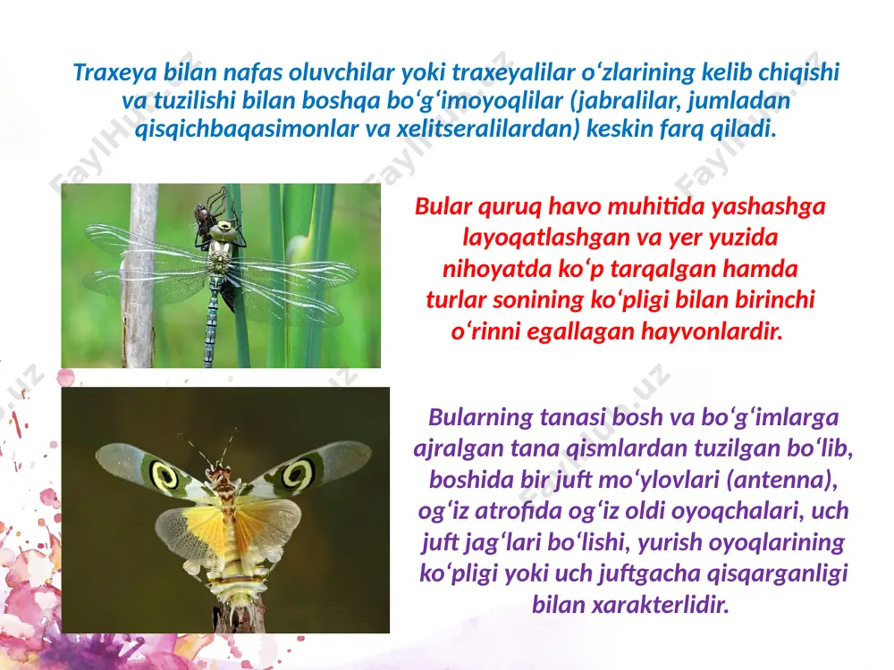traxeyalilar (tracheata) kenja tipi - Page 5