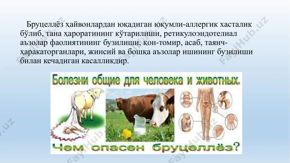 далари, жинсий аъзолар орқали ўтади. касал хайвонларнинг сийдиги, гўнги, урғочиларининг жинсий аъзолари суюқлиги, қоғоноқ суви, сути билан микробларни ажратади. касал ҳайвоннинг маҳсулотларидан сут-қатиқ, бринза, пишлоқ, сари ёғ, гўшт ва терисидан хасталик ўтиши мумкин. бруцеллалар ҳаво йўли орқали молхонани тозалаётганда чангдан, тери ошлаш корхоналарида ифлос ҳаводан нафас олиш туфайли ва касал ҳайвон ажралмалари теккан мева, сабзавотларни истеъмол қилиш, зарарланган сув орқали ҳам юқиши мумкин. йилнинг баҳор-ёз ойларида кўпроқ учрайди, бу албатта қўзилаш ва қўйлар жунини олиш билан боғлиқдир. патогенези организмга ошқозон-ичак, юқори нафас олиш йўллари шиллиқ қаватлари, тери орқали кириши. лимфа томирлари орқали чекка лимфа тугунларига тарқалади. бруцеллаларнинг конга генерелизацияси,фагоцитоз фаоллиги ҳисобига қон орқали тарқалган бруцеллалар қисман ўлиб ўзидан эндотоксин аратиб чиқаради. қон орқали айланиб юрган бруцеллаларнинг шароити организмнинг ҳимоя механизмлари таъсири остида ёмонлашади ва улар ноқулай муҳитдан четлашиб, турли органларга,шу жумладан ретикуло-эндотелий системасининг органларига яширинади. организмда сенсибилизация жараёни ва аллергик реакцияларнинг ривожланишига сабаб бўлади. бруцеллёзли бемор организмида олдин «инфекцион иммунитет» …