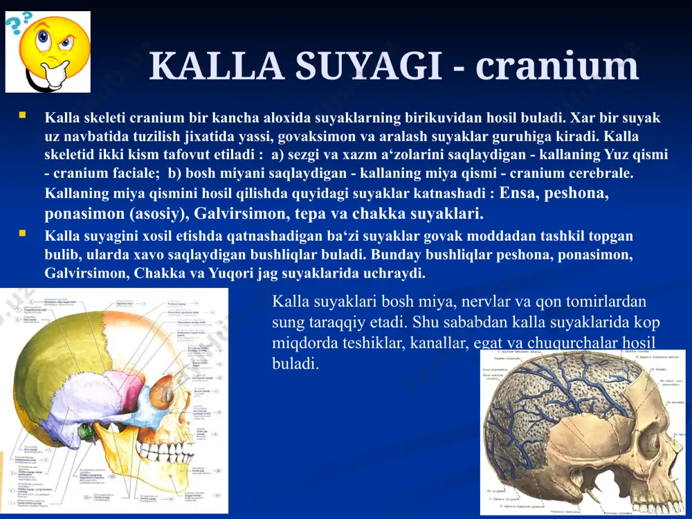 osil buladi. tepa suyagi - os parietale tepa suyagi os parietale - yassi va turt - burchak shaklida bulib, kalla kopqogining o`rta qismini hosil qiladi. bu suyakda ikkita : tashki va ichki yuzalar facies externa, facies interna va turt qirra tafovut etiladi. tepa suyagi oldingi qirrasi margo frontalis peshona suyagi bilan, orqa qirrasi margo occipitali ensa suyagiga, pastki kirrasi margo squamosus esa chakka suyagining pallasi bilan birlashadi. tepa suyagi yuqori qirralari margo sagitalis vositasida uzaro birikadi to‘rt qirra o'zaro birikib to'rtta burchakni: oldingi-yuqorigi peshona (angulus frontalis), oldingi-pastki ponasimon (angulus sphenoidalis), orqa-yuqorigi ensa (angulus occipitalis) va orqa-pastki so'rg'ichsimon burchaklami (angulus mastoideus) hosil qiladi. uch yoshda ichki yuzasida qon tomir egatlari, to'rt yoshlarda esa chekkalarida chok tishlari paydo bo'ladi. bolalikning birinchi davrida qon tomir egatlari chuqurlashib, sagittal vena egati shakllanadi, bolalikning ikkinchi davrida tepa suyagi relyefi tugallanadi. tashqi yuzasida yuqori va pastki chakka chiziqlari vujudga kelib suyak tuzilishi kattalamikiga o'xshab qoladi. peshona …