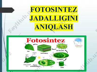 fotosintez jadalligini aniqlash — PPTX