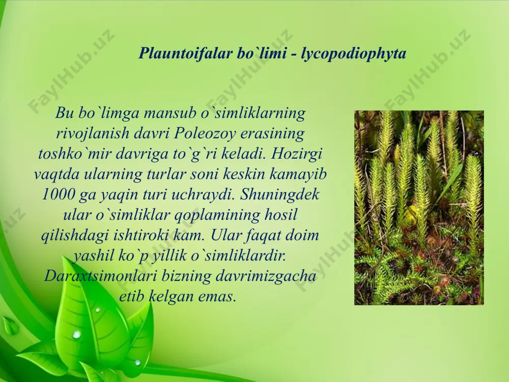 launlar orasida eng qadimgi va soddasi hisoblanadi. asteroksilonlar dastlab riniyatoifalar bo`limiga taalluqli deb qarab kelingan. ammo ularni mayda bigizsimon barglarini bo`lishi, poyaning ichki tuzilishi sifonostel tipdaligi, ildizga o`xshash o`simtalarni hosil bo`lishi plaunsimonlarga yaqinligidan darak beradi. ular bitta oila, ikkita turkumdan iborat. har ikkala turkum ham bundan 400 mln. yil ilgari qo`rib yuqolib ketgan. faqat ularni qoldiqlari devon davrining o`rta qatlamlaridan shotlandiya, frg, xitoy, avstraliya va boshqa joylardan topilgan. protolepidodendronamolar qabilasi – protolepidodendrales bular ham qazilma holda uchraydigan o`simliklardir. ularning qoldiqlari devon va silur davrlaridan topilgan. bu o`simliklarning bo`yi 25-40 smga etadigan o`tlar bo`lib, barglari poyada ketma-ket joylashgan. barglari to`kilganda poyada izlar qoldirgan. likopodiumnamolar qabilasi – lycopodiales bu qabila vakillari o`rmonlarda zax va soya joylarda uchraydi. hozirgi vaqtda ular keng tarqalgan, tanasi to`liq qismlarga ajralgan, ko`p yillik o`t o`simliklardir. sporalari bir xil, gametofiti tuganaksimon, er ostida yashaydi. likopodiumlarni 400 ga yaqin turi bo`lib, ular ko`proq tropik mintaqalarda tarqalgan. o`rta osiyoda uchramaydi. …