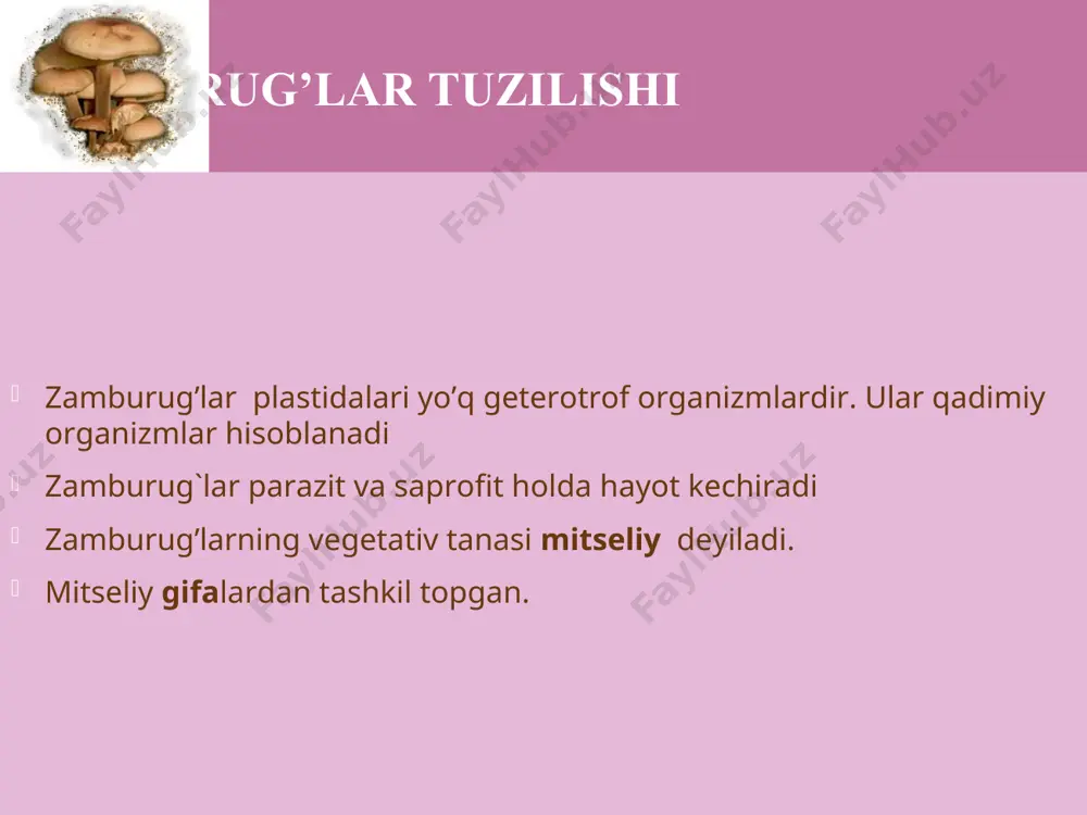 ri tarqaladi. mog`or zamburug`ining jinssiz ko`payishi mog`or zamburug`i (oq po`panak)ning jinsiy ko`payishi oziq yetarli bo`lmagan noqulay sharoitda mog`or zamburug`i jinsiy ko`payadi. zamburug`larda 2 ta shtamm mavjud. +shtamm va –shtamm. bir- biriga yaqin joylashgan “+” va “-” shtammli zamburug` gifalari bir-biriga qarab o`sadi. ularning uchlari tutashib orasida to`siq hosil bo`ladi. so`ngra bu to`siq eriydi va ularning yadrolari bir- biriga qo`shilib zigota hosil bo`ladi. bu zigota zigospora ham deyiladi. chunki u tinim davridan o`tishga moslashgan bo`lib, qalin po`st bilan o`ralgan. qulay sharoitga tushgan zigasporadan mevatana, sporangiyband, sporangiylar o`sib chiqadi. sporangiyda sporalar yetiladi. bu sporalardan mog`or zamburug`i hosil bo`ladi va jinsiz ko`payishda davom etadi. jinsiz ko`payishda hosil bo`lgan sporalar bir xil shtammli, jinsiy ko`payishda esa har xil shtammli sporalar hosil bo`ladi. achitqi zamburug`i achitqi zamburug’i bir hujayrali mikroskopik organizm. uning hujayrasi qobiq bilan o’ralgan sitoplazma, yadro va vakuoldan tashkil topgan. haqiqiy mitseliysi bo`lmaydi. xamir tarkibidagi kraxmal bilan oziqlanadi. kraxmal glyukoza spirt + co₂ …