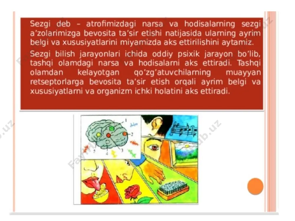 sezgilar va ularning turlari - Page 4