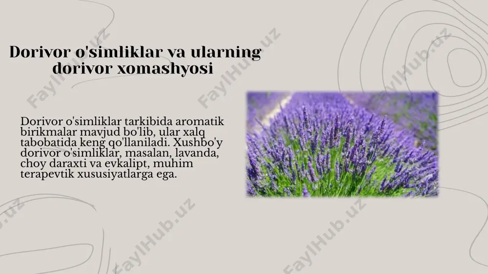 aromatik birikmalar tarkibida aromatik dorivor o'simliklar - Page 4