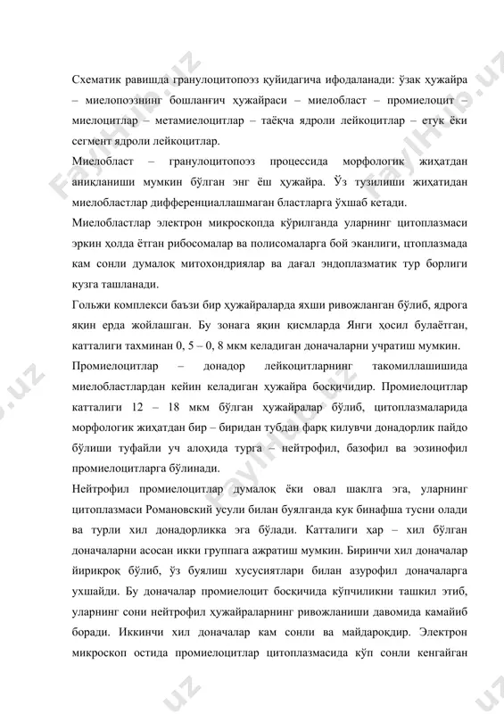 ан эндоплазматик тур каналчалари, яхши ривожланган гольжи комплекси борлиги аниқланган. промиелоцит ҳужайраларининг цитоплазмасида синтетик процесс, яъни донадорлик шаклланиши амалга ошиб, бу процесс эндоплазматик турда синтез қилинган махсулотларнинг гольжи комплекси тузилмаларида доначалар шаклига келишидан иборат. шуни таъкидлаб ўтиш керакки, нейтрофил ҳужайраларида учрайдиган бирламчи ёки азурофил доначалар асосан промиелоцит босқичида шаклланади. эозинофил промиелоцитлар ўз цитоплазмасида эозин билан буялган ва нейтрофил доначаларига нисбатан йирикроқ бўлган доначалар тўтиши билан ажралиб туради. электрон микроскоп остида эозинофил промиелоцитлар цитоплазмасида жуда яхши тараккий этган эндоплазматик тур ва гольжи комплекси борлиги диккатни тортади. гольжи комплекси тузилмаларида худи нейтрофил промиелоцитларда кўрилганидек доначалар шаклланиши процессининг турли босқичларини учратиш мумкин. промиелоцитлар цитоплазмасида эозинофил доначалар бир хил тузилишга эга бўлмай, уларни асосан икки хилга ажратиш мумкин. доначаларнинг бир қисми юмалок ёки овалсимон бўлиб, катталиги 0, 8 – 1, 2 мкм келади. уларнинг асосий моддаси унча зич булмаган гомоген махсулотлардан иборат бўлиб, ташки томондан мембрана билан қопланган. иккинчи хил доначалар чузинчок ёки эллипссимон …