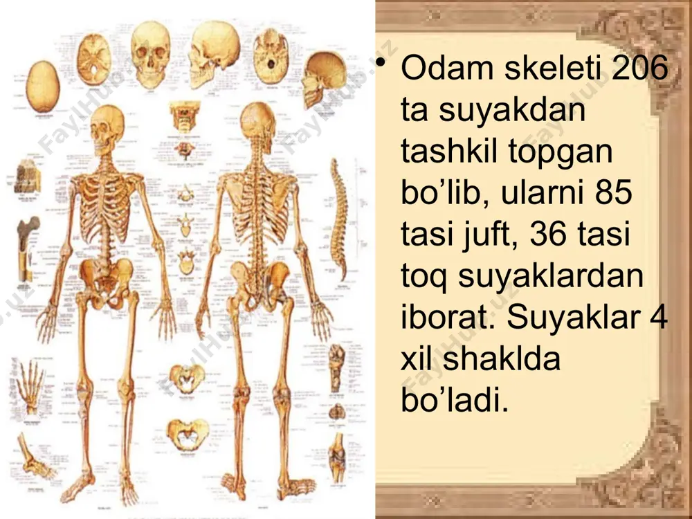 suyaklar tuzilishi - Page 3