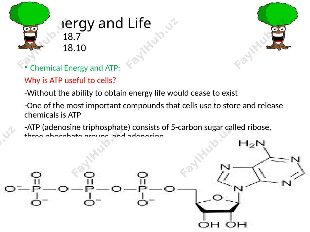 .1.1 energy collection: -light is a from of energy. -any compound that absorbs light absorb energy. -chlorophyll absorbs visible light well. -when chlorophyll absorbs light, a large fraction of that light is transferred directly to electrons in the chloroplast itself. -by raising the energy levels of electrons , light energy can produce a steady supply of high-energy electrons, which is what makes photosynthesis work. 8.2 photsynthesis: an overview sc.912.l.18.7 sc.912.n.1.1 high-energy electrons: what are electron carrier molecules? -an electron carrier is a compound that can accept a pair of high-energy electrons and transfer them, along with most of their energy, to another molecule. -one carrier molecule is known as nadp(nicotinamide adenine dinucleotide phosphate) -nadp holds 2-high energy electrons along with hydrogen ion to help with photosynthesis which converts to nadph. 8.2 photosynthesis: an overview sc.912.l.18.7 sc.912.n.1.1 an overview of photosynthesis: what are the reactants and products of photosynthesis? -photosynthesis uses …