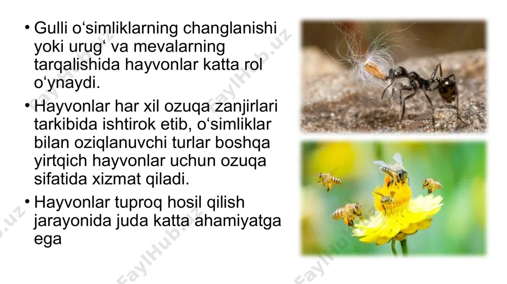 hayvonlar va o‘simliklar - Page 4