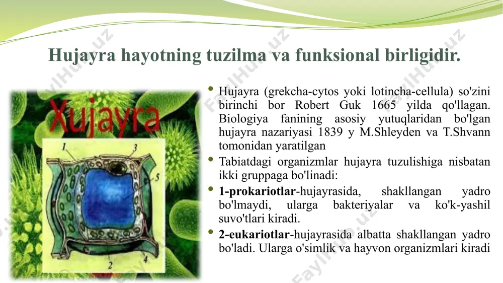utashgan bo'ladi. ga plazmolemmi va hujayra kobig'ini shakllanishida ishtirok etadi. shuningdek ga, vezakulalari tufayli hujayralarda sekretorlik ya'ni shilimshiqsimon-suyuq moddalarni chiqarib tashlashda ham qatnashdi. golji apparatining diktiosomalarida gliko- proteinlar va gliko-lipidlar shakllanadi. ribosomalar. bular ribonukleoproteidli zarrachalar bo'lib, membranasi bo'lmaydi, rnk va oqsillardan tashkil topgan. har bir hujayrada bir necha o'n minglab ribosoma uchraydi. ribosomalarning har biri ikkita nukleoproteiddan iborat bo'lib diametri 20-30 nm. ular katta va kichik bo'lakchalardan tuzilgan, bo'lib kattasining diametri odatda 12-15 nm, kichigi esa 8-12 nm atrofida bo'ladi. u yadrochada sintezlanadi va sitoplazmaga tushib mrnk molekulasida yig'iladi. ular sitoplazmada erkin holatda yoki endoplazmatik to'r membranasiga ayrim hollarda yadro membranasiga yopishgan holatda hamda polisomalar holatida bo'lishi mumkin. mitoxondriyalar mitoxondriyalar ham xuddi xloroplastlarga o'xshash yadro membranalaridan uzilib chiqqan pufakcha-initsial tanalardan hosil bo'ladi. mitoxondriyalar ham qo'sh membranali organoiddir . ularda aerob nafas olish, oksidlanishli fosforirlanish sistemasi mavjudligi sababli hujayradagi asosiy energetik jarayonlar va atf sintezi shu organoidda boradi. peroksisoma va glioksisomalar …