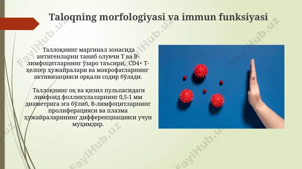 qimalarning tuzilishi va funksiyalari to'qimalarda tarqalgan limfotsitlar, jumladan, cd4+ va cd8+ t-hujayralari, immunitet xotirasini saqlashda va immun javobning tezlashuviga olib keladigan tezda antijenni aniqlashda ishtirok etadi. limfa tugunlari korteks zonasida b-hujayralar boy, 0,5-1 mm kattalikdagi germinal markazlarni hosil qiladi, bu yerda antijen taqdimotchi hujayralar bilan b-hujayralar o'rtasida faol o'zaro ta'sir mavjud. suyak ko'migining immunologik ahamiyati suyak ko'migi 10¹² dan ortiq qon hujayralarini, shu jumladan, t va b limfotsitlarining prekursorlarini kuniga ishlab chiqaradi, bu adaptiv immunitetning asosiy omili hisoblanadi. suyak ko'migidagi stromal hujayralar, masalan, osteoblastlar va adipozitlar, sitokinlar va kemokinlarni ajratib, immun hujayralarining rivojlanishi va faollashuvini tartibga soladi. immunitet reaksiyalarining morfologik asoslari iga, igg, igm kabi immunoglobinlarning plazma hujayralari tomonidan sintezlanishi va sekretsiyasi immun javobning morfologik namoyon bo'lishining muhim belgilaridan biri hisoblanadi; bu jarayonlarning 2-3 kun ichida kuchayishi mumkin. limfoid to'qimalarning, jumladan, 1-darajali limfa tugunlari va taloqning, antigen taqdimotchi hujayralar va limfositlarning ko'payishi va differensiatsiyasi orqali immun javoblarga morfologik hissa qo'shishi …