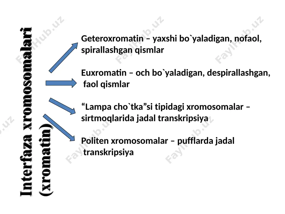 xromosoma.hujayraninghayotsikli.mitoz.meyoz. - Page 3