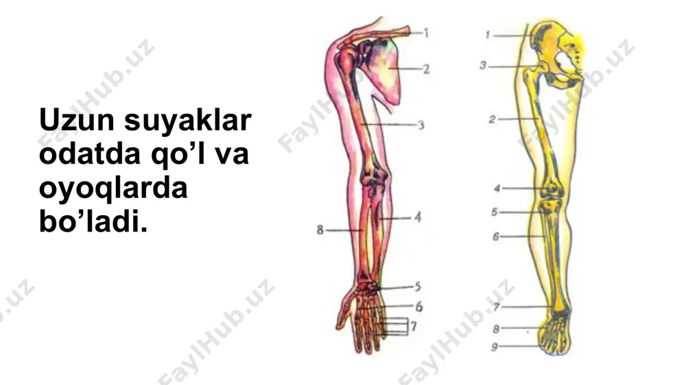 rigi qismi), tanasi (o’rta qismi) va qilichsimon o’simtadan iborat. bu qismlar orasida tog’ayli qatlamcha bo’lib, 30 yoshga yetgach suyaklanadi. to’sh suyagining bo’limlarini bir-biriga yopishishi sekin-asta boradi, uning pastki qismini yopishishi 15-16 yoshda amalga oshsa, yuqorigi qismi 21-25 yoshda amalga oshadi. qilichsimon o’simtaning suyaklanishi 30 yoshga kelib tugaydi. qo’l va oyoqlar skeleti bilaguzuk suyaklari chaqaloqda bilinear-bilinmas bo’lib, 7 yoshda aniq bilinadi. suyaklanish jarayoni 10-13 yoshda tugaydi. bu paytlarda barmoqlar ham suyakka aylanadi. shuning uchun kichik sinf yoshidagi bolalar tez yozolmaydi! doimiy ravishdagi fiziologik yuklamalar yoki juda yoshlikdan muzika asboblarda o’ynash, barmoqlar suyaklarini suyaklanish jarayonini biroz to’xtatib turadi, bu esa ularning uzayishiga olib keladi yangi tug’ilgan bolalarda har bir chanoq suyagi uchta suyakdan iborat bo’ladi, ularning birikishi 5-6 yoshdan boshlanadi va 17-18 yoshlarga kelib, ular bir-biri bilan to’liq birikib ketadi. o’smirlik yoshida dumg’aza umurtqalarining sekin-asta birikishi natijasida dumg’aza suyagi hosil bo’ladi. baland tavonli tufli kiygan qizlar katta balandlikdan keskin sakrasa hali yaxshi …