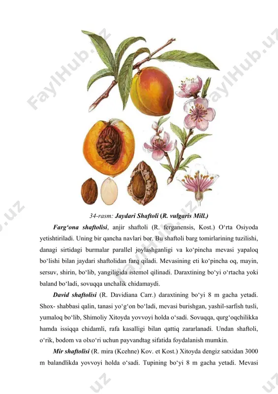 q zararlanadi. undan shaftoli, o‘rik, bodom va olxo‘ri uchun payvandtag sifatida foydalanish mumkin. mir shaftolisi (r. mira (kcehne) kov. et kost.) xitoyda dengiz satxidan 3000 m balandlikda yovvoyi holda o‘sadi. tupining bo‘yi 8 m gacha yetadi. mevasi tukli, yirik, yeyish mumkin. kech gullaydi, shuning uchun ulardan seleksiyada sovuq urmaydigan kechpishar navlar chiqarishda foydalanish mumkin. mongol shaftolisi. bu shaftoli mao txaor degan nom bilan ataladi. -35 °c gacha sovuqda chidaydi. seleksiya ishlarida foydalanish uchun istiqbolli. mevasi sertuk bo‘ladi. 35-rasm: luchchak shaftoli 36-rasm: shaftoli navlari quritishga mo‘ljallangan shaftoli ayrim talablarga javob berishi lozim. meva danagi etidan oson ajralishi lozim. meva po‘stlog‘ida kichik dog‘lar bo‘lmasligi va eti nozik va qalin, qandga boy, xushbo‘y, yaxshi ta’mli, lekin sersuv bo‘lmasligi lozim. mevaning o‘rtacha kimyoviy tarkibi (mevaning umumiy massasiga nisbatan % da): suv - 86,5 %, uglevodlarning umumiy miqdori - 10,4 % (qand 9,5 %), kletchatka - 0,9 %, oqsil - 0,9 %, kul - 0,6 …