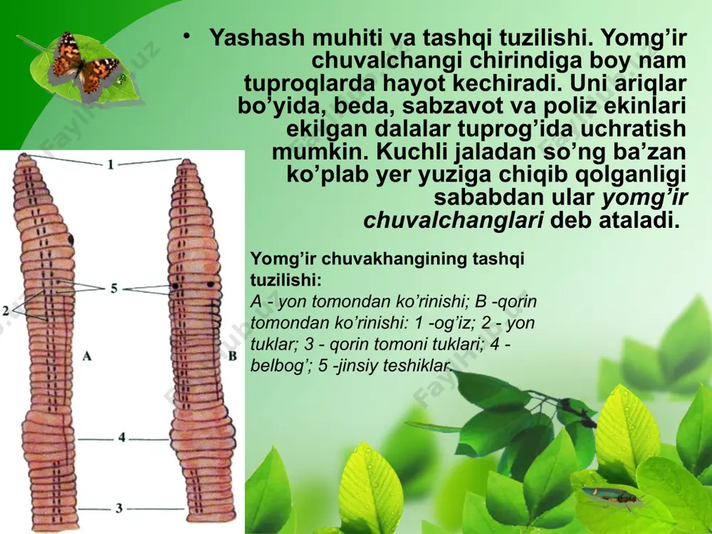 halqum; 4 - qizilo’ngach; 5 - oshqozon; 6 - ichak; 7 - anal teshigi; 8 - o’pka; 9 - yurak bo’lmasi; 10 – yurak qorinchasi; 11 - yurak; 12 - jigar; 13 - qon tomirlari. qorinoyoqli molluskalarning xilma-xilligi. qorinoyoqli molluskalar yer yuzida keng tarqalgan, 100000 ga yaqin turi bor. ular ayniqsa dengizlarda xilma-xil bo’ladi. chuchuk suvlarda uchraydigan kichik shilliq jigar qurtining oraliq xo’jayini hisoblanadi. yalang’och shilliqlar va tok shilig’i (31-rasm) quruqlikda yashaydi. ток shillig’i, har xil yalang’och shilliqlar o’simliklarning yashil qismi bilan oziqlanib. ekinlarga katta ziyon keltiradi. o’zbekiston hududida yalang’och shilliqlar va bedapoya shillig’i, suv havzalarida har xil suv shilliqlari uchraydi. 1 - tok shillig’i; 2 - yalang’och shilliq; 3 - bitiniya; 4 - tirik tug’ar shilliq. qorinoyoqli molluskalar tanasi bosh, qorin, oyoq bo’limlaridan iborat. oyog’i qorin tomoni kengayishidan hosil bo’lgan. ko’pchiligining tanasi spiral buralgan chig’anoq ichida joylashgan. o’pka yoki jabra orqali nafas otadi. qorinoyoqlilar tilchasi yordamida suv o’tlari va …