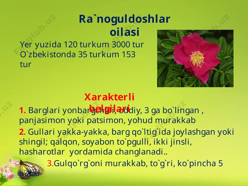 ), nok (pyrus), bexi (cydonia), sariq dulana (crataegus pontica). nok turkumi mevasi etida tosh hujayralari bilan olmadan farq qiladi o`zbekistonda 7 turi o`sadi barglari asosan murakkab uchtalik, panjasimon, tok va juft patsimon, ba`zan oddiy, yon bargchalarga ega. murakkab patsimon barglarni uchki tomonidagi yaproqchalari ba`zan shaklini o`zgartirib, gajaklarga, yon bargchalari esa tikanlarga aylangan. madaniy turkumlari olma nok behi olcha o`rik shaftoli gilos olho`ri qulupnay yovvoyi turkumlari malina namatak itburun zemlyanika lapchatka (beshbarg) bodom tog`olcha do’lana ilishtrik(qizil do’lana) adabiyotlar: salobiddinov s. s. gulli o`simliklar sistematikasi. t. «o`qituvchi» 1966 hamdamov i va boshqalar. botanika asoslari. t. «mehnat». 1990 xrjanovskiy v. ch. kurs obshey. botanika. m. vo`sshaya shkola. 1982 kursanov l. i. va boshqalar. botanika (o`simliklar sistematikasi). toshkent. «o`rta va oliy maktab» 1963 image2.jpeg image3.jpeg image4.jpeg image5.jpeg image6.jpeg image7.jpeg image8.jpeg image9.jpeg image10.jpeg image11.jpeg image12.jpeg image13.jpeg image14.jpeg image15.jpeg image16.jpeg image17.jpeg image18.jpeg image19.jpeg image1.jpeg
